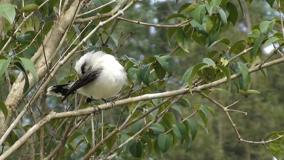 bird, tree, nature, flying, tropical birds, encyclopedia, environment HD wallpaper