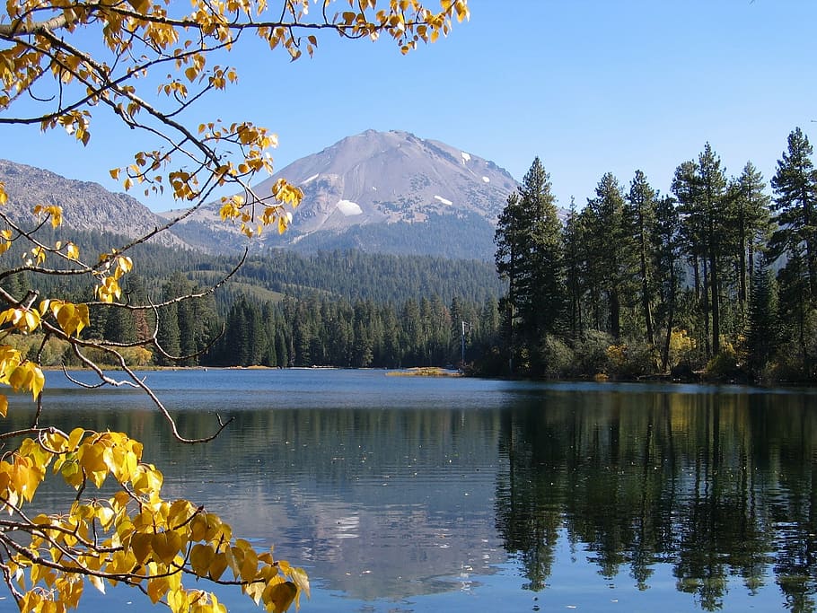 yellow leafed tree beside body of water during daytime, landscape HD wallpaper