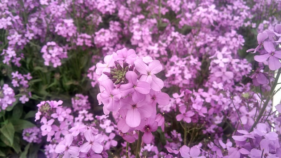 verbena, natural, plant, purple, flowering plant, freshness, HD wallpaper