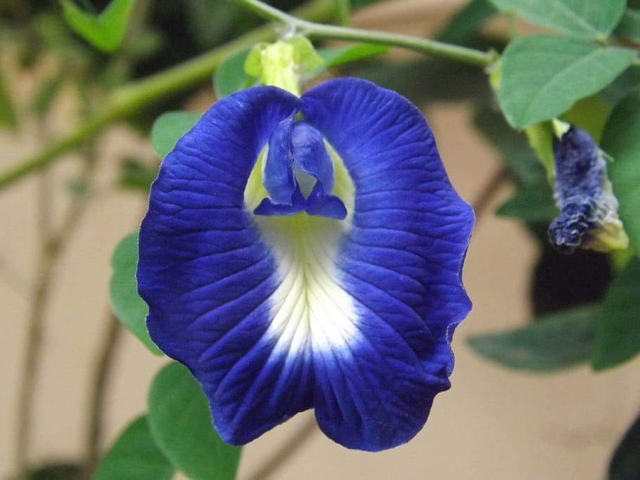 1170x2532px Free Download Hd Wallpaper Butterfly Pea Flower Clitoria Ternatea Blue Asia 0682