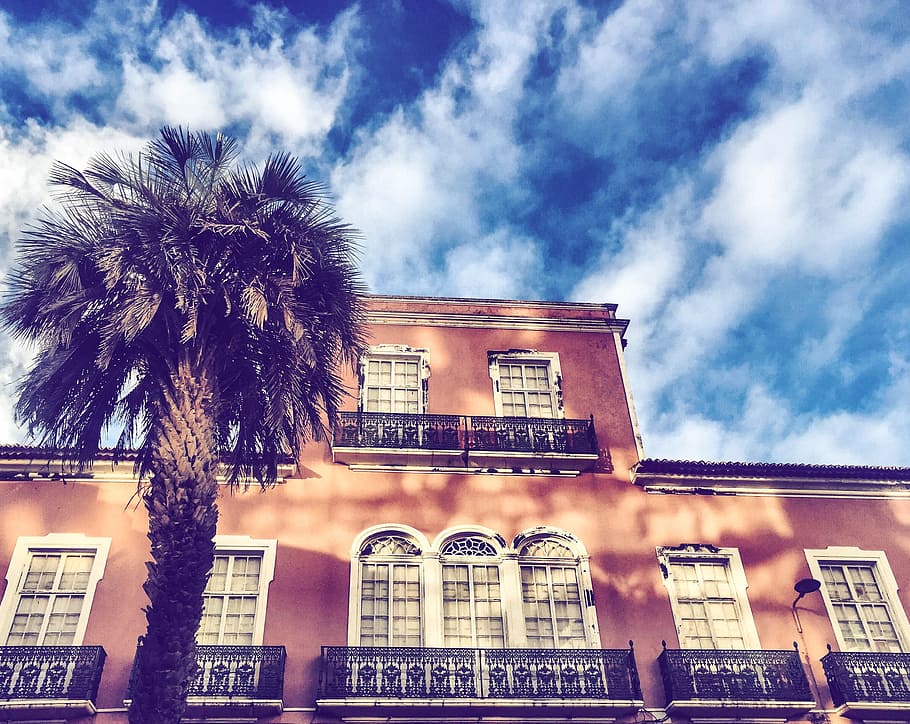 Palm Tree, Tree, House, Sky, architecture, building exterior HD wallpaper