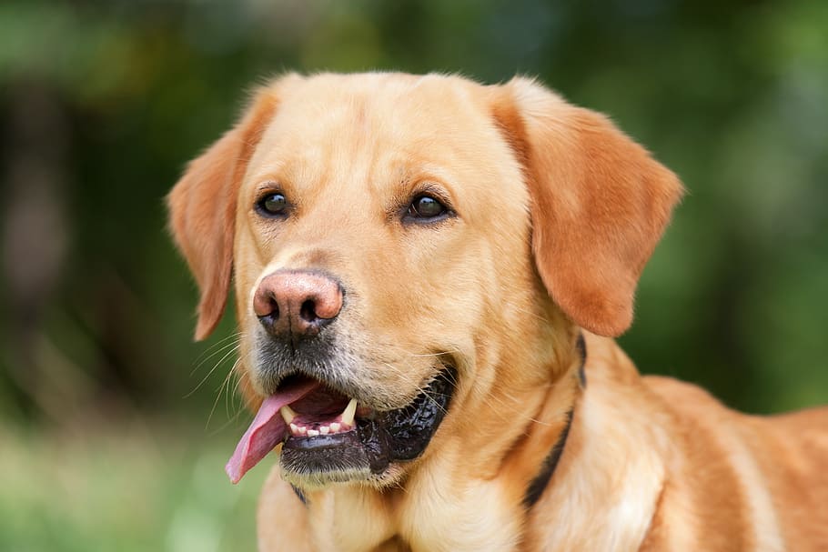 adult yellow labrador retriever, dog, light brown, hundeportrait, HD wallpaper
