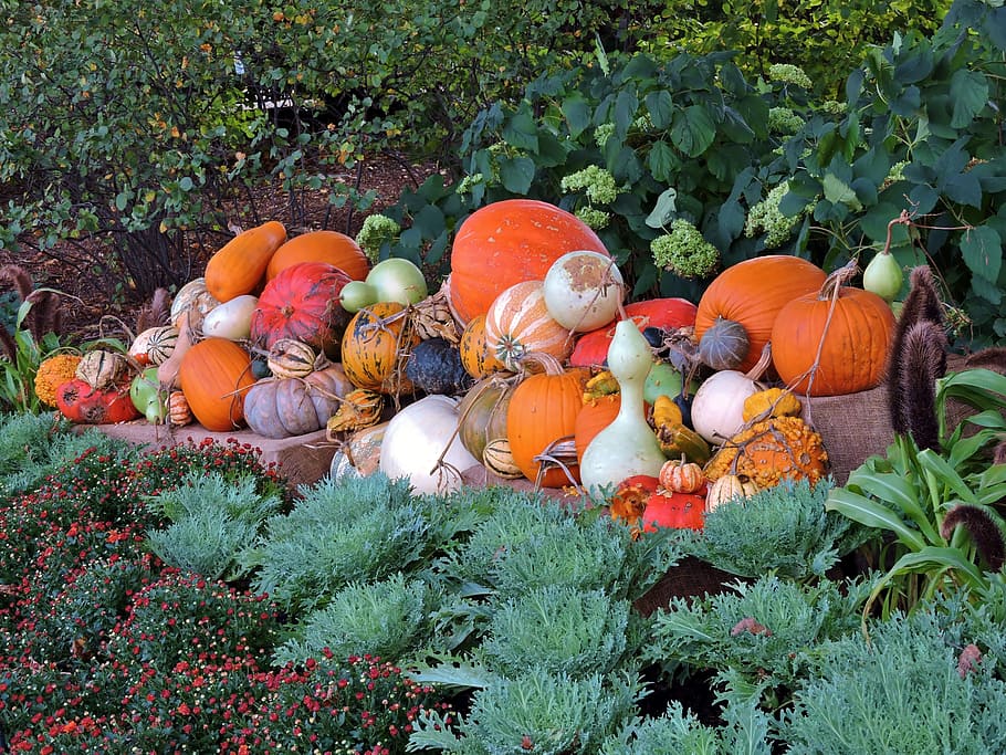 pumpkin, october, autumn, holiday, orange, fall, season, seasonal, HD wallpaper