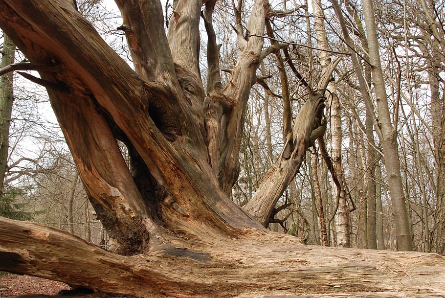 Tree, Root, Bald, Stump, Nature, tree Trunk, forest, woodland HD wallpaper