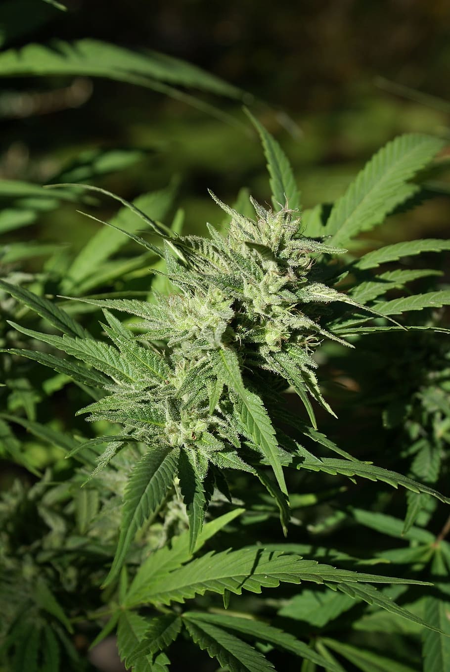 cannabis-flower-bud-cannabis-marijuana.jpg