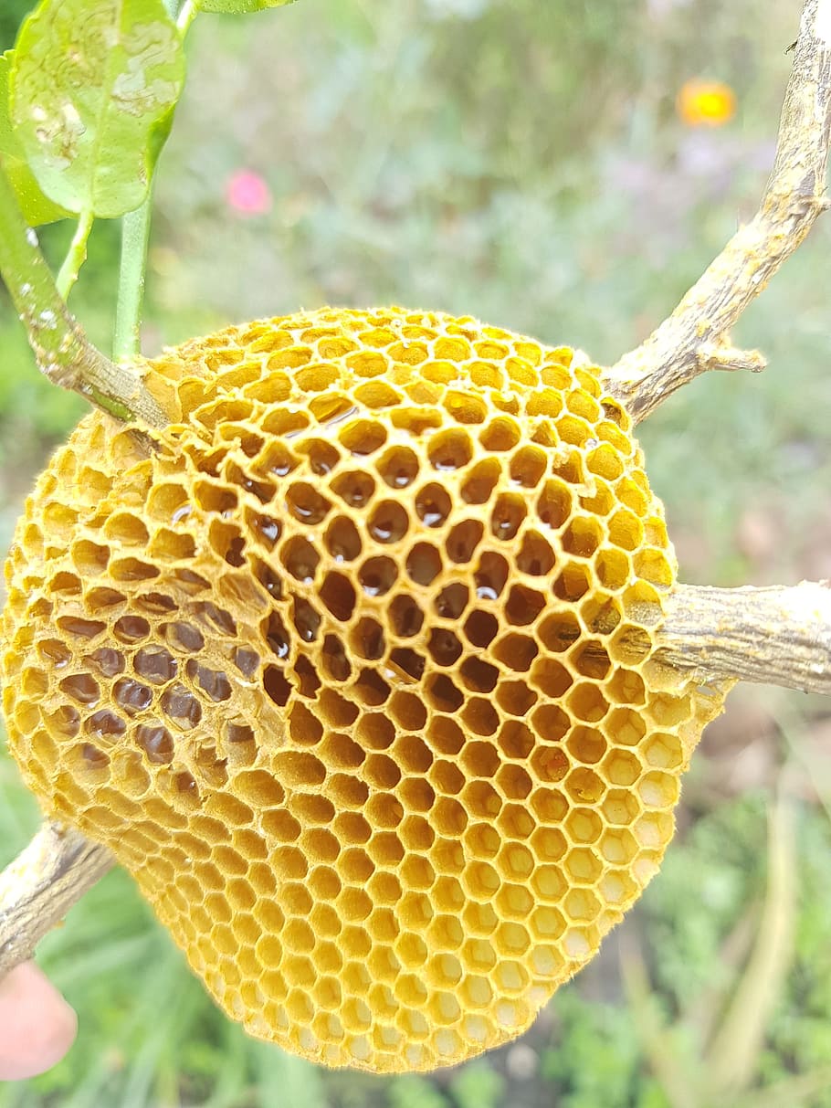 bee, honey, yellow, honeycomb, close-up, focus on foreground