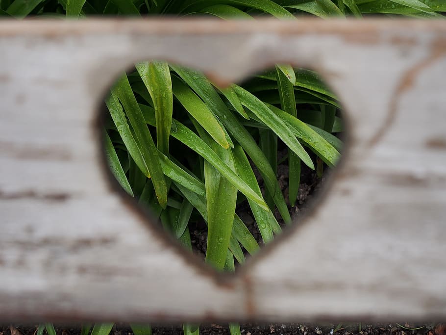 white heart-cutout wooden board, love, valentine, romance, lover, HD wallpaper