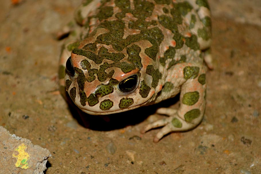 frog, green, amphibian, one animal, reptile, vertebrate, animal themes HD wallpaper