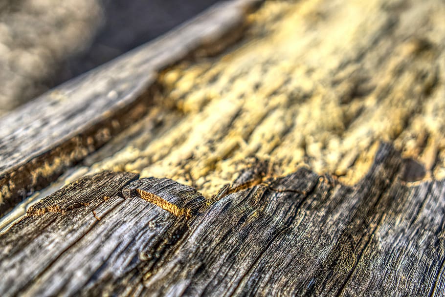 log, bark, crack, broken, detached, tree, tribe, nature, structure HD wallpaper