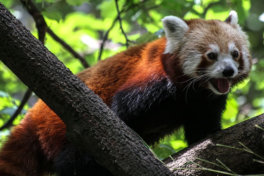 red panda on black branch, ailurus fulgens, bear cat, fire fox, HD wallpaper