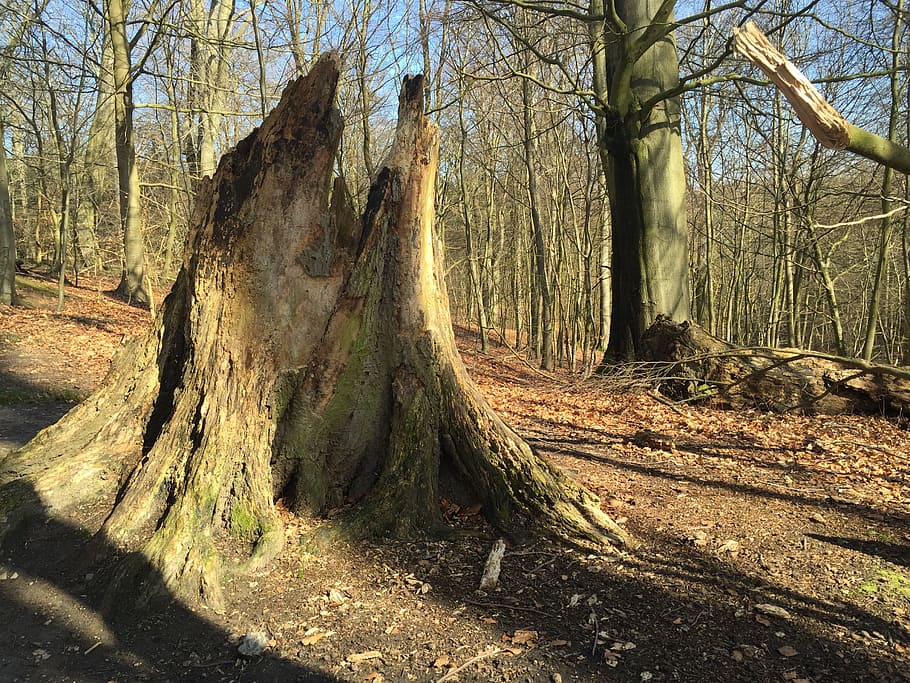 Natural, Spring, Forest, Denmark, background, tree, tree trunk HD wallpaper