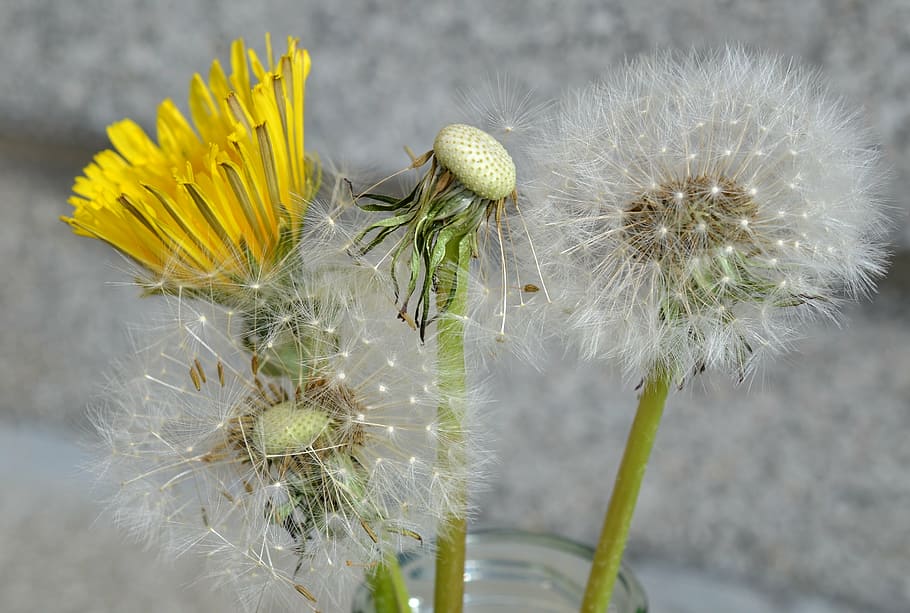 dandelion, spring, close, nature, seeds, pointed flower, plant HD wallpaper