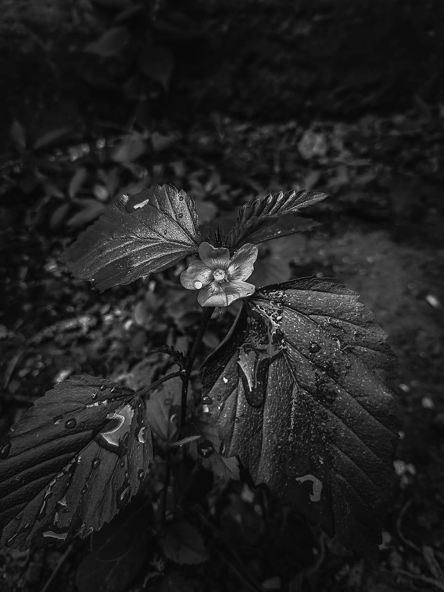 variants, leaf, tree, nature, black and white, plant, close-up HD wallpaper