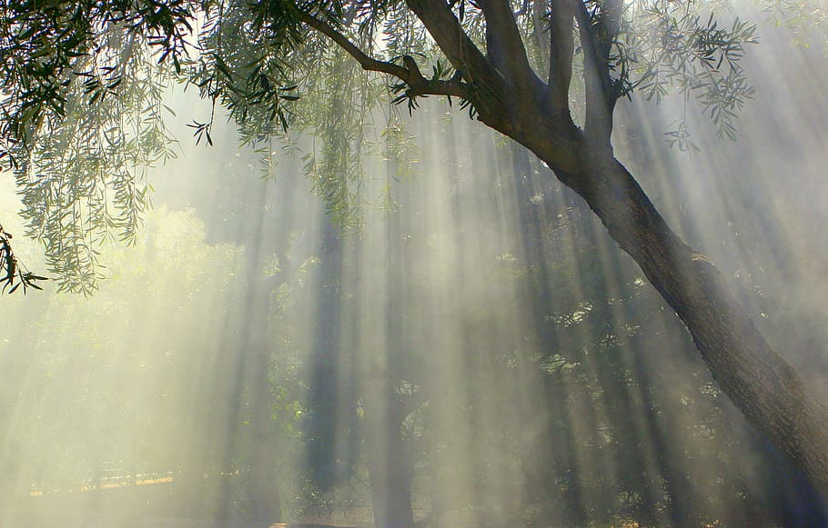 untitled, foggy, olive tree, sun, sun stripes, nature, landscape, HD wallpaper