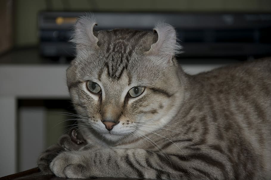 Cat, Kitten, Animals, domestic cat, one animal, portrait, looking at camera HD wallpaper