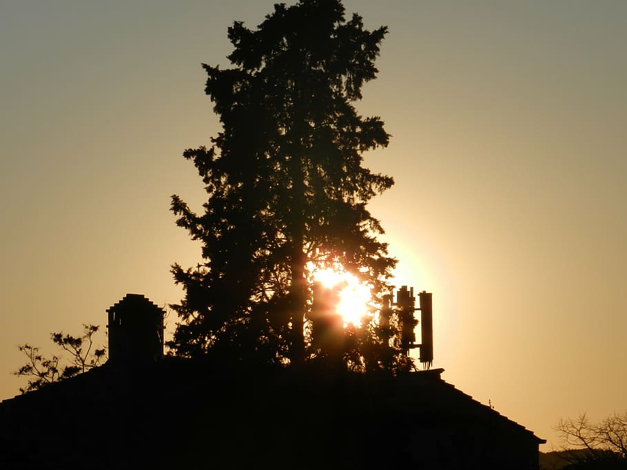 against the light, sunset, tree, plant, silhouette, sky, nature HD wallpaper