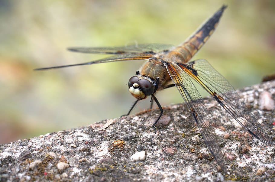 Dragonfly, Insect, Close, Wing, Nature, animal, animal Wing HD wallpaper