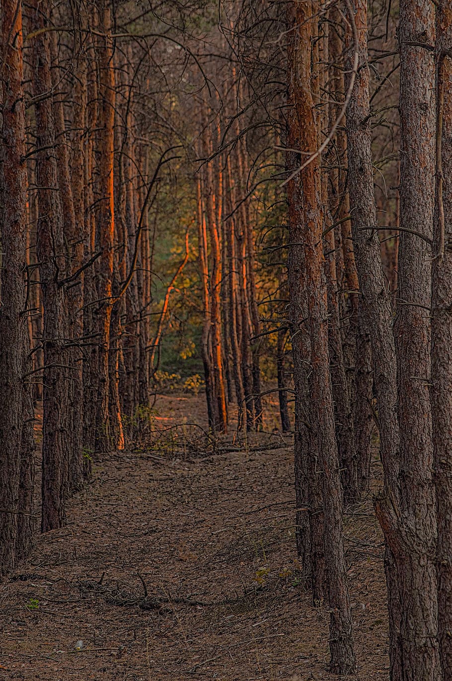 forest, pine, ray, light, tree, land, tree trunk, beauty in nature HD wallpaper