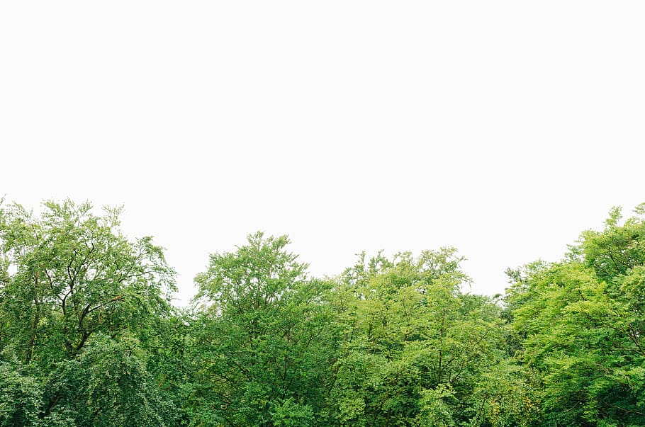 Tree tops, nature, outdoors, forest, green Color, leaf, plant HD wallpaper