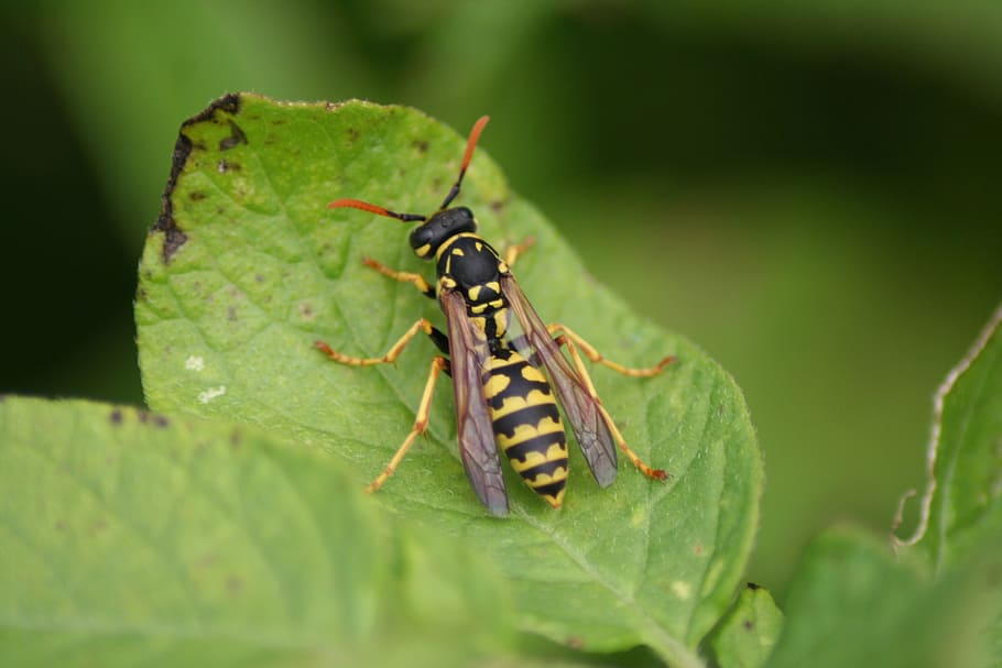 wasp, nature, insect, close up, wildlife, animal wildlife, animal themes HD wallpaper