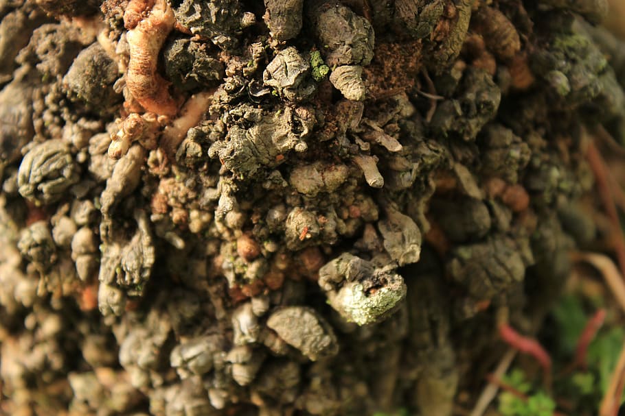 nature, bark, texture, trunk, tree, wood, tree bark, plant HD wallpaper