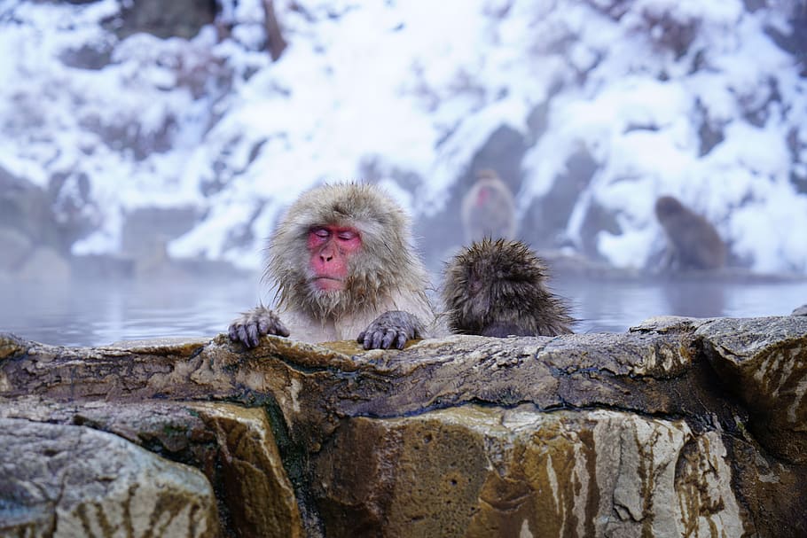 white monkey in hot spring river, nagano, onsen, japan, animal themes