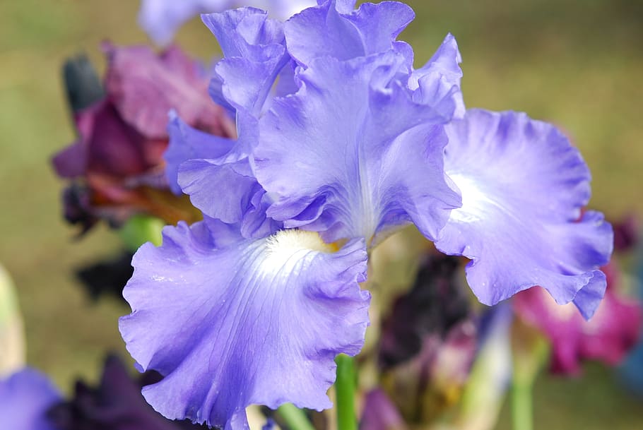 purple petaled flower, iris, blue, blossom, bloom, flowering plant HD wallpaper