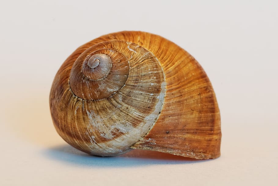shell, snail, animals, housing, empty, spiral, studio shot HD wallpaper