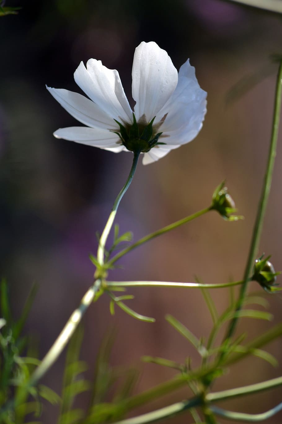 White, Cosmos, Spring, Countryside, white cosmos, flower, fragility HD wallpaper