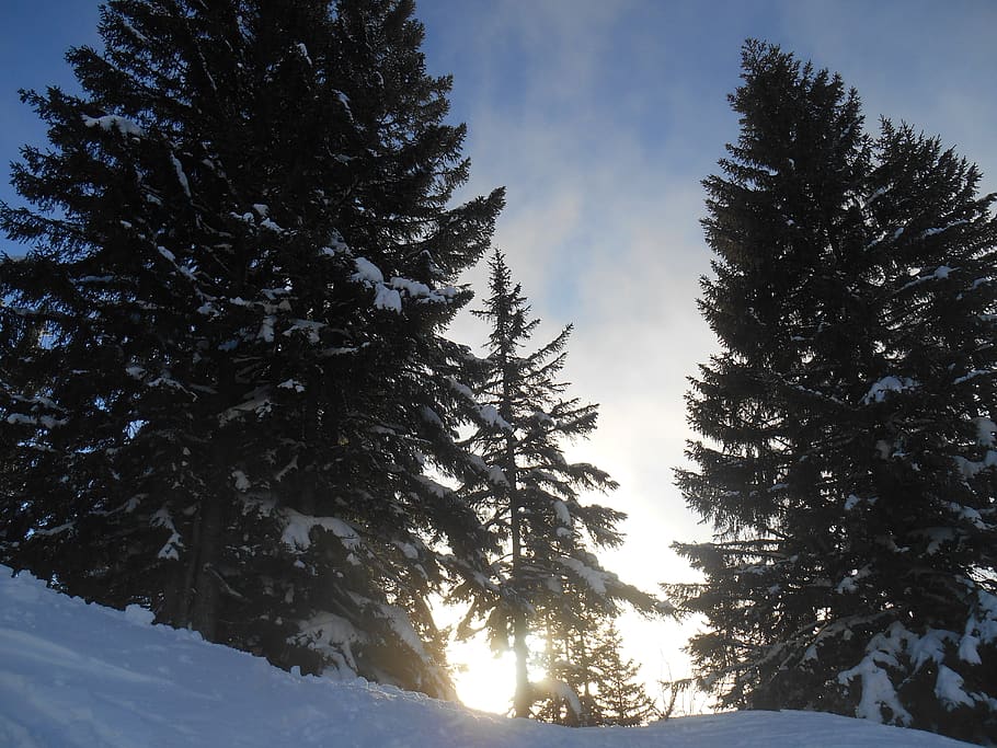 snow, winter, sunset, trees, pine, cold, nature, white, season HD wallpaper