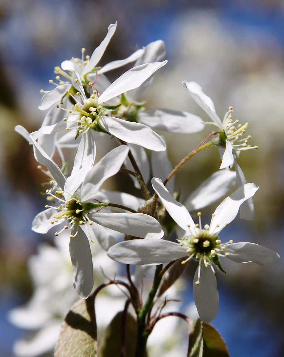spring, white, flowers, flowering plant, growth, fragility HD wallpaper