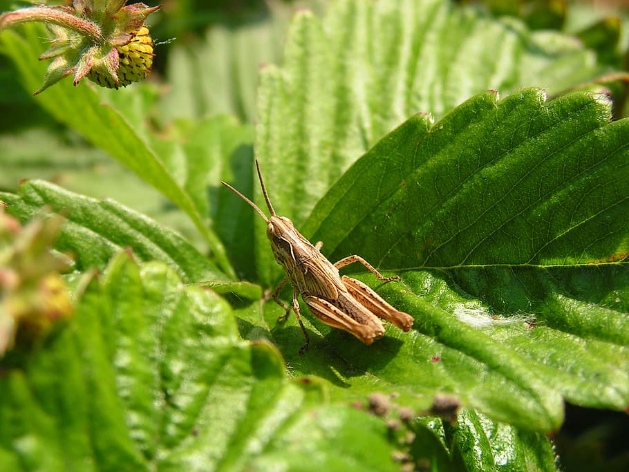Wild Grasshopper, brown grasshopper standing on green leaf, insect HD wallpaper