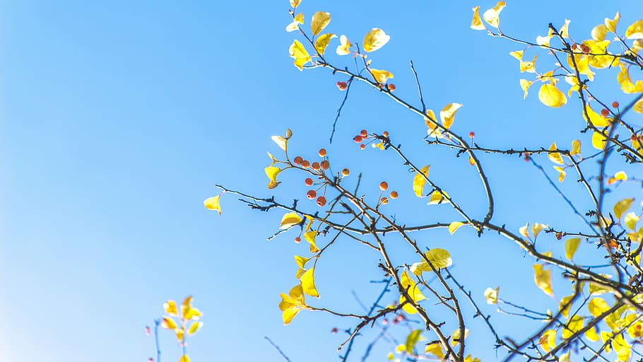 bottom view of yellow tree, closeup photo of yellow petaled flowers HD wallpaper