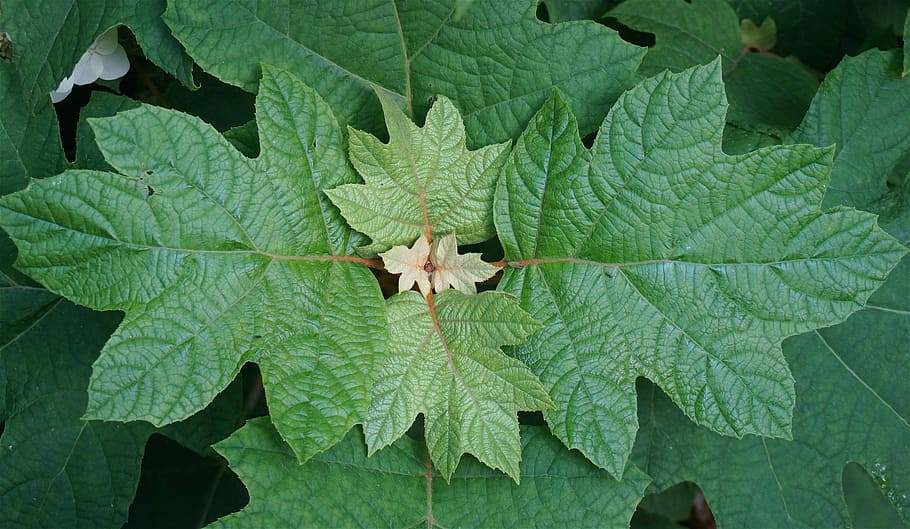 Oak Leaf Hydrangea Leaves, Hydrangea, plant, shrub, garden HD wallpaper