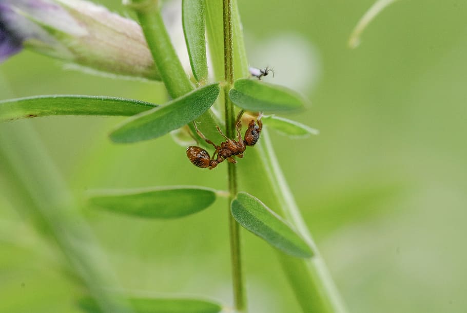 insect, ant, macro, nature, leaf cutter ant, animal, close HD wallpaper