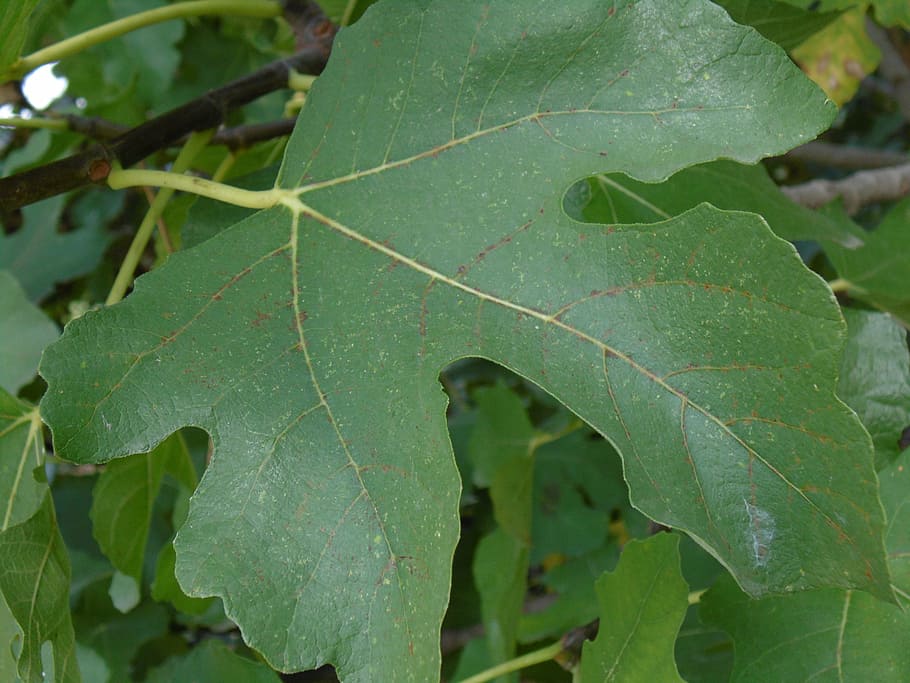 fig, leaf, green, garden, plant part, green color, growth, close-up HD wallpaper