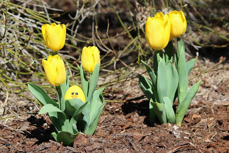 easter, egg, hunt, yellow, tulip, spring, easter egg, flower