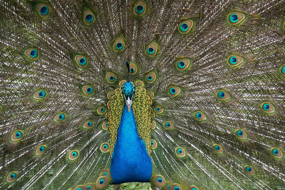 peacock, bird, feather, tail, ritual, peacock feather, animal themes HD wallpaper