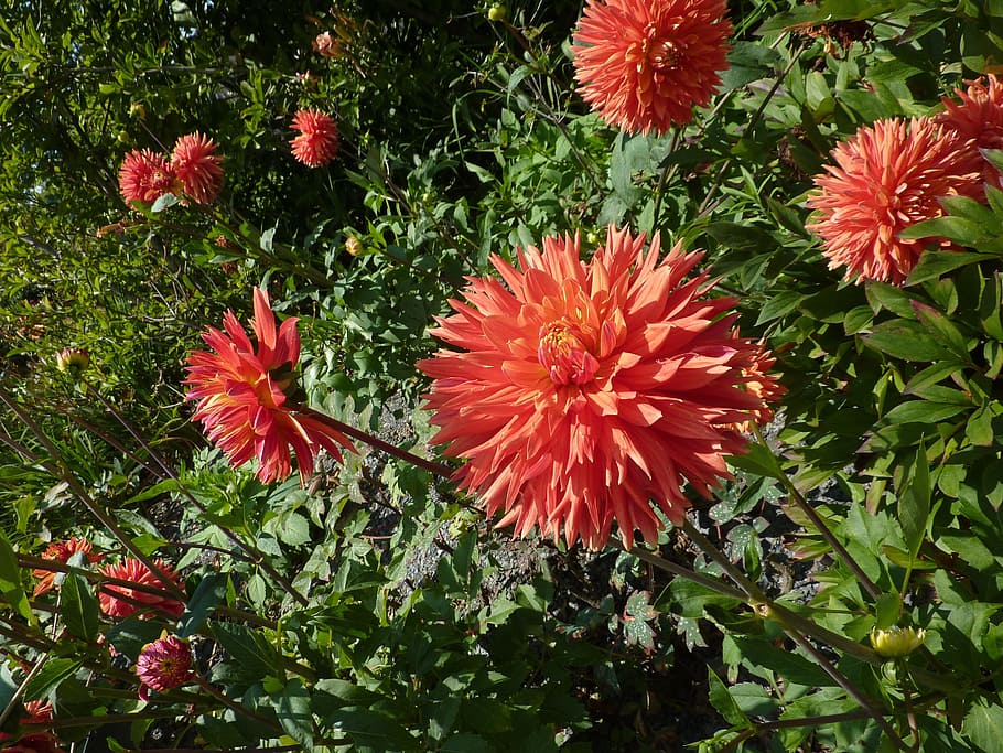 HD wallpaper: red flowers, green leaves, petals, nature, massive ...