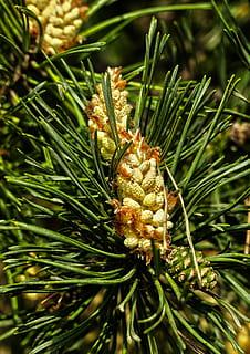 forest pine, blossom, bloom, needle, spring, pinus sylvestris HD wallpaper