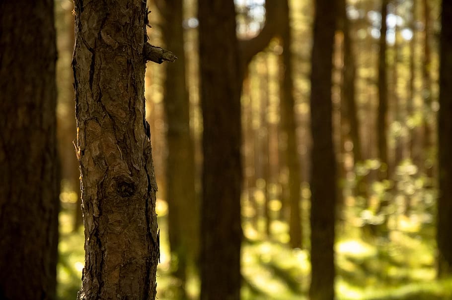 forest, nature, pine bark, pines, trees, plant, tree trunk HD wallpaper