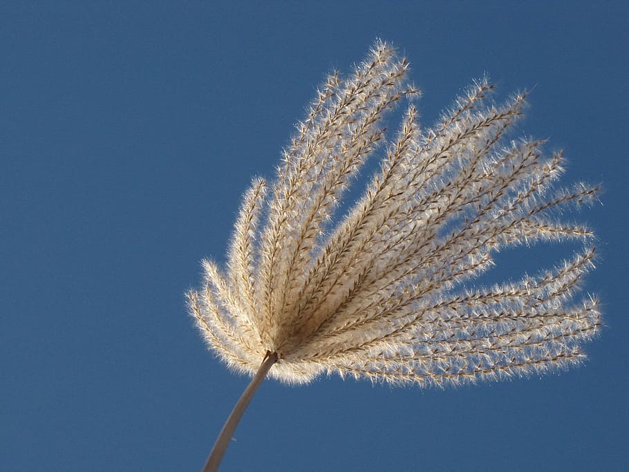 Miscanthus, Sky, Blue, flowering, clear sky, nature, fragility HD wallpaper