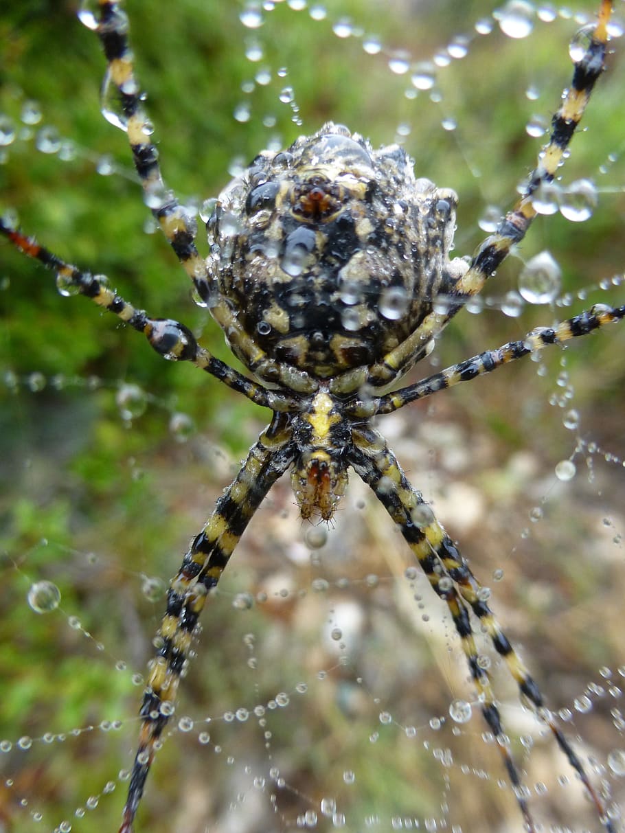 Spider, Insect, Network, Animals, arachnid, spider web, survival HD wallpaper