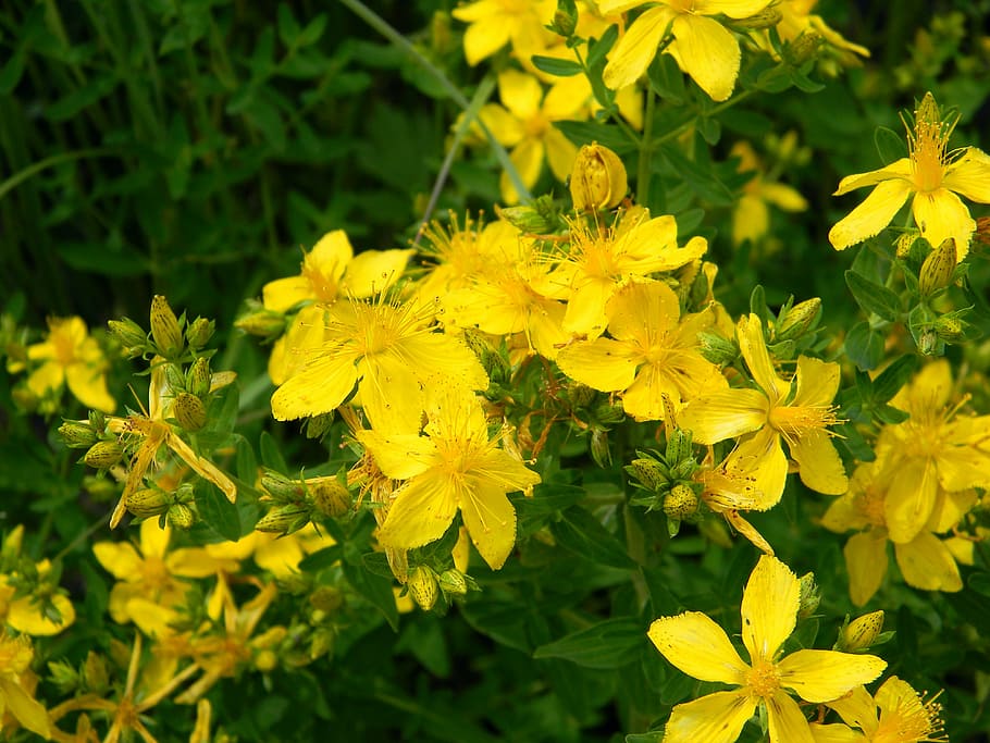 tutsan, grass, wild grass, bloom, plant, summer, bright, closeup HD wallpaper