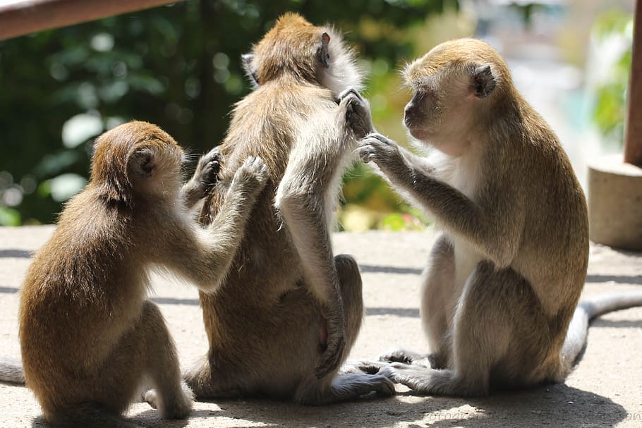three brown monkeys, 3, itches, two animals, animal wildlife HD wallpaper