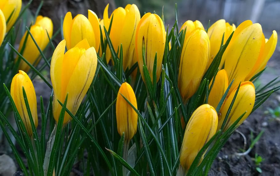 spring, crocus, flower, yellow, flowering plant, freshness HD wallpaper