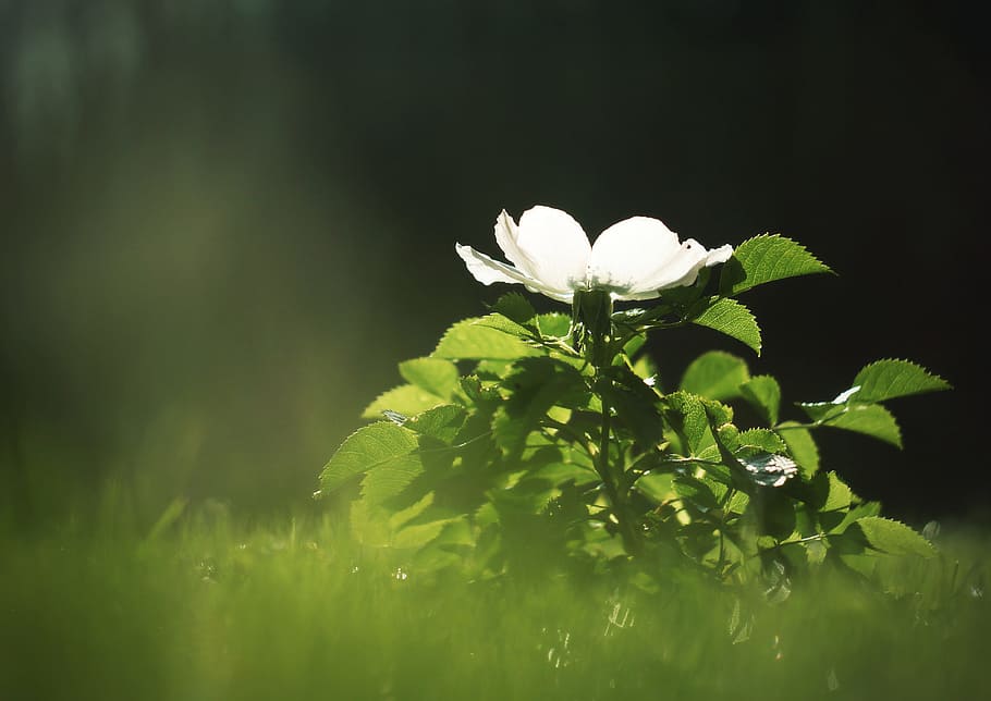 light, rose, hip, pink, green, plant, beauty in nature, flower HD wallpaper