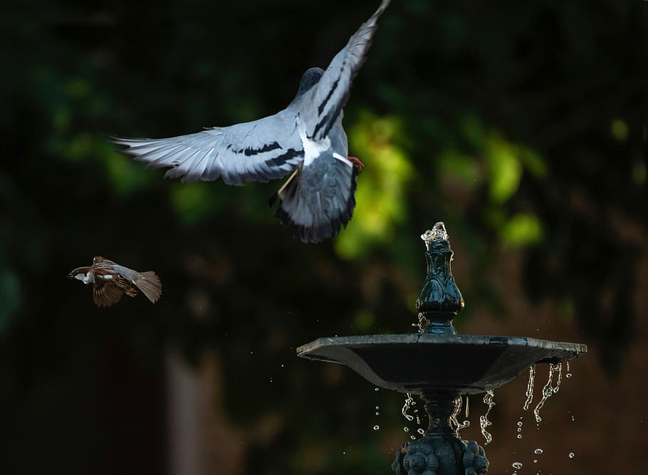 water, share, nature, bird, animal, animal themes, animal wildlife HD wallpaper
