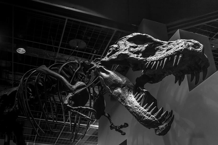 dinosaur skeleton decor, monochrome, black and white, ibaraki
