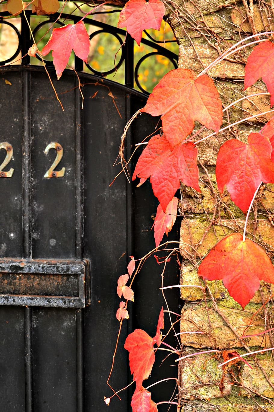 red Maple leaves on brown brick wall, doors, autumn, orange, leafy, HD wallpaper